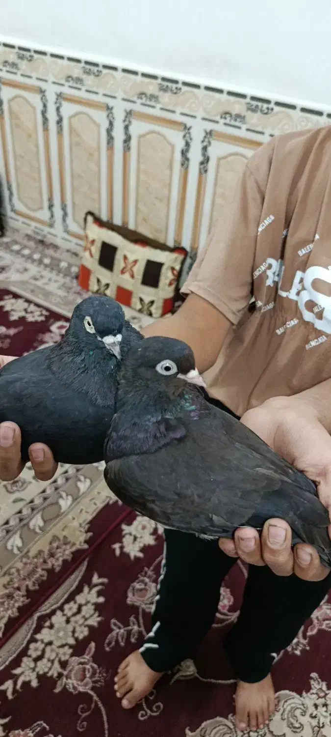 سیاه هندی|پرنده|بندر ماهشهر, |دیوار