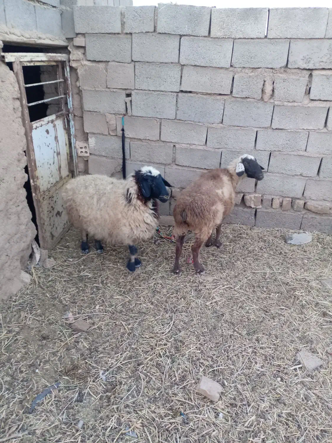 دو راس میش جوان و یک عدد بز جوان|حیوانات مزرعه|گناباد, |دیوار