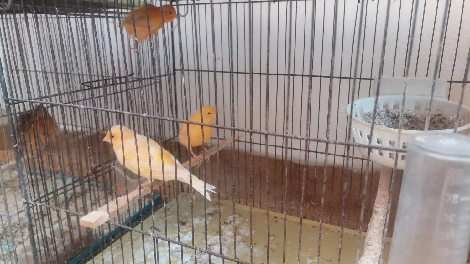 قناری ردفاکتور|پرنده|یزد, |دیوار