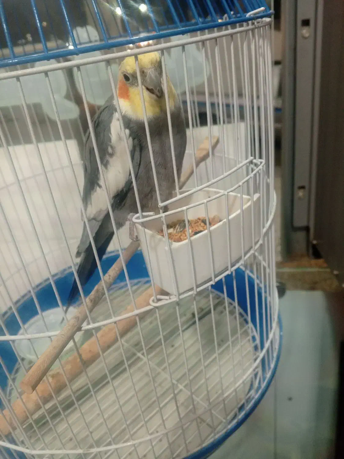 پرنده|پرنده|ماسال, |دیوار