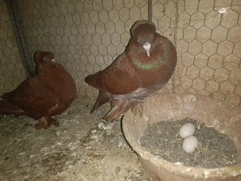 کبوتر کفتر راعبی|پرنده|قم, نیروگاه|دیوار