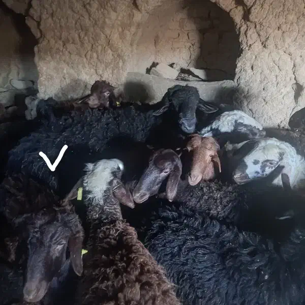 قوچ قزل|حیوانات مزرعه|خمین, |دیوار