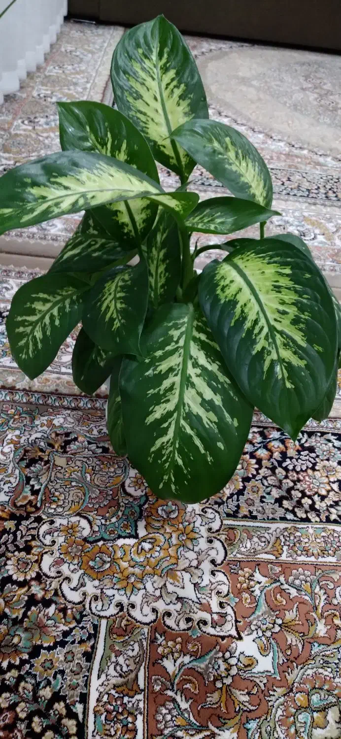 گل دیفن|گل و گیاه طبیعی|بانه, |دیوار