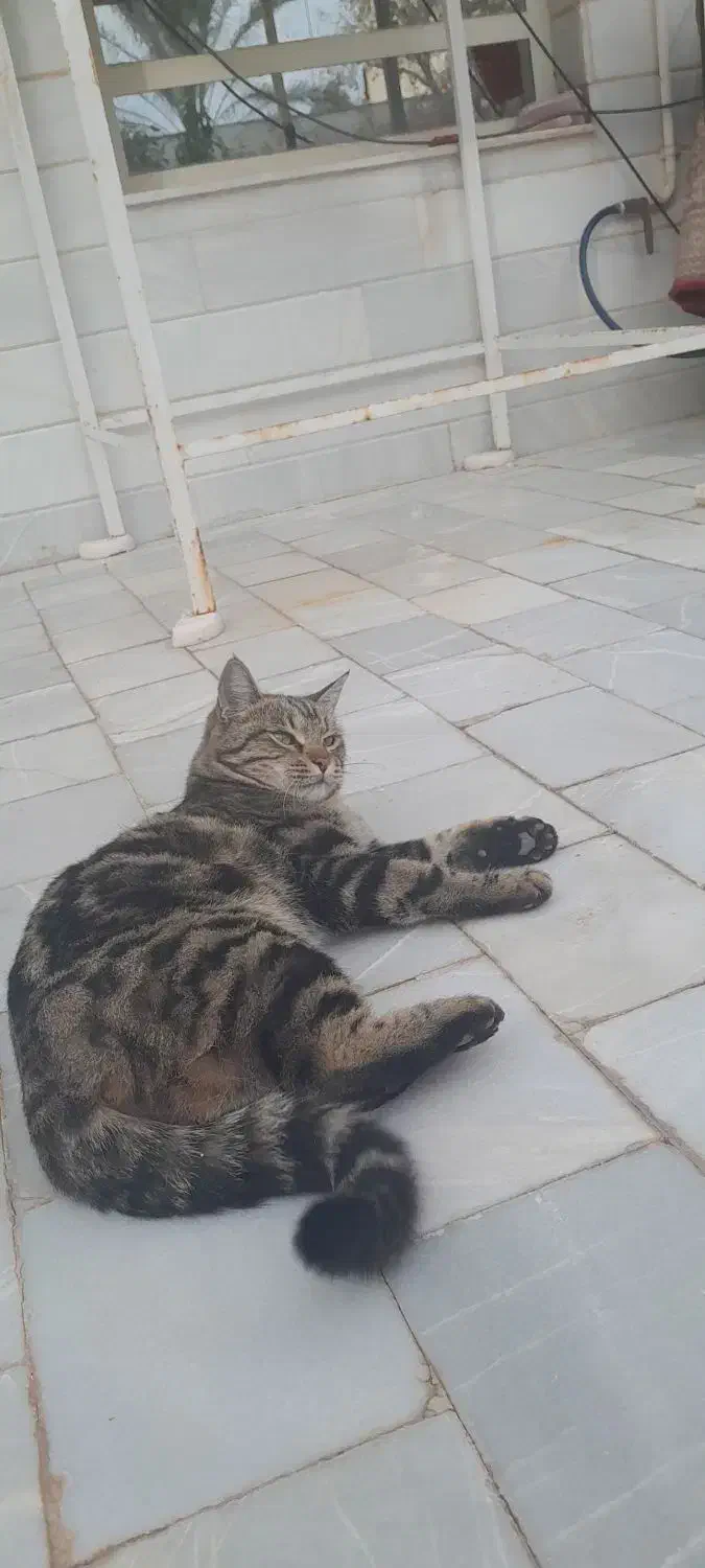 واگذاری گربه خانگی|گربه|اردکان, |دیوار