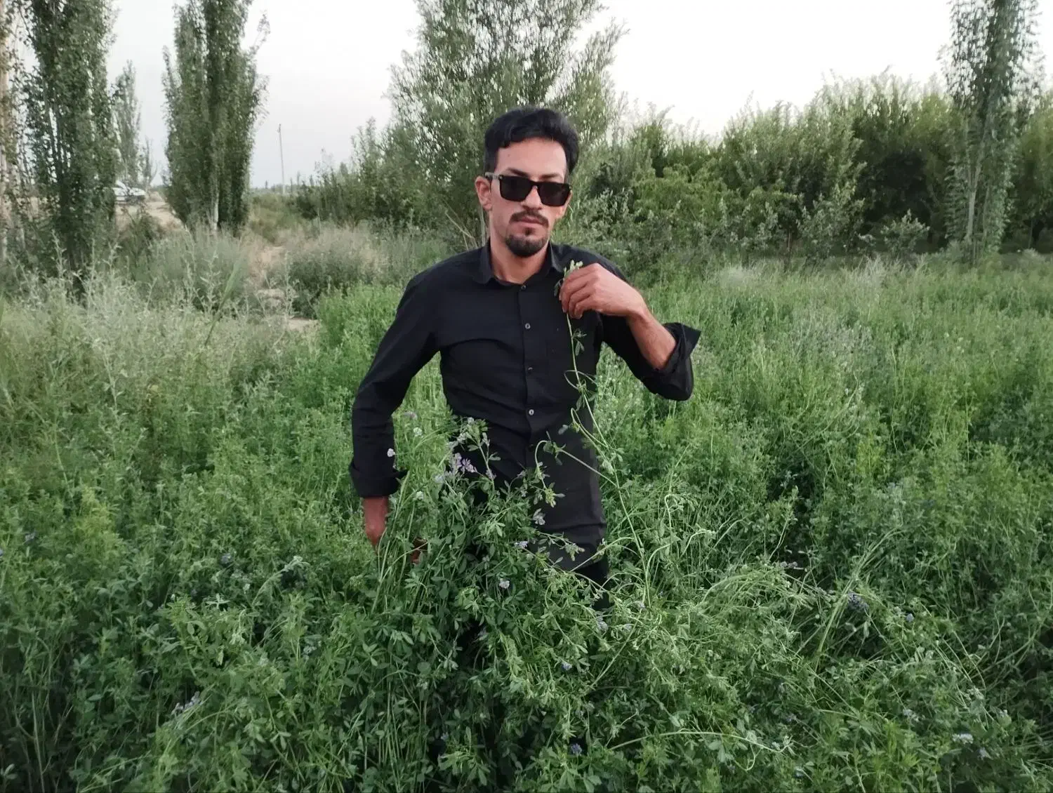 بذر یونجه اعلا با بازدهی نه تن به بالا در هکتار|خدمات باغبانی و درختکاری|کرمان, |دیوار