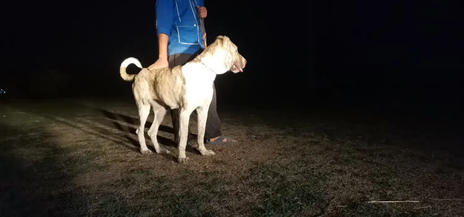 ماده خراسانی اصیل 16 ماهه شجره دار|سگ|خان ببین, |دیوار