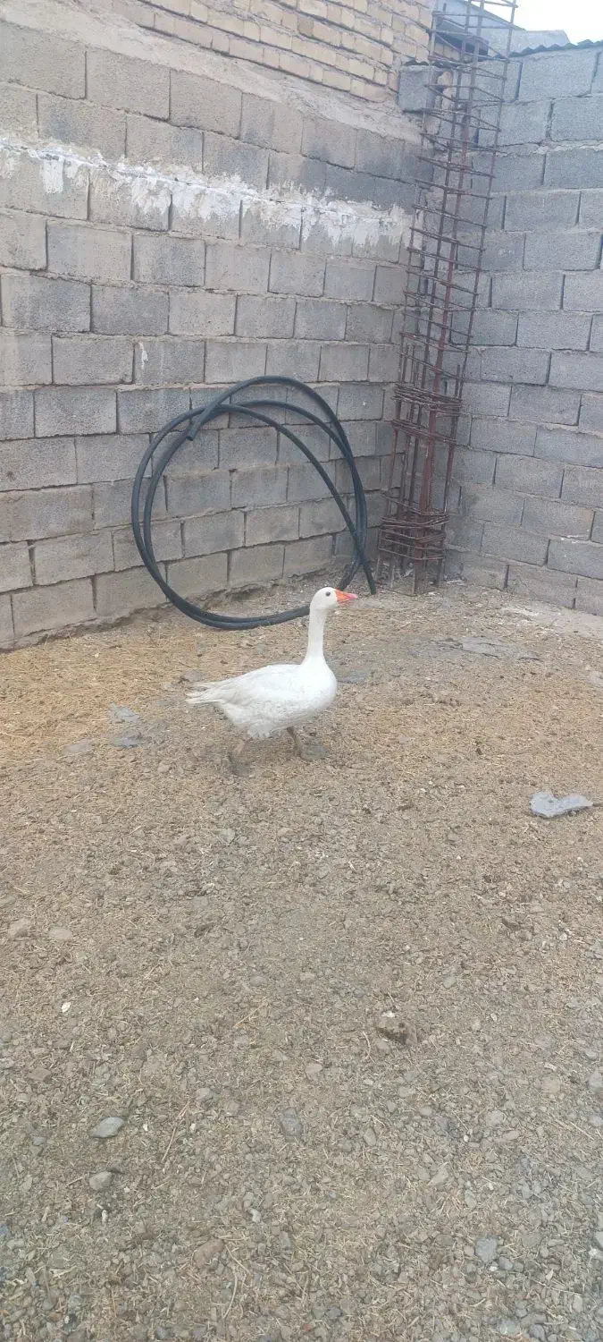 غاز فروشی دوتا ماده جنس دار|حیوانات مزرعه|خنداب, |دیوار