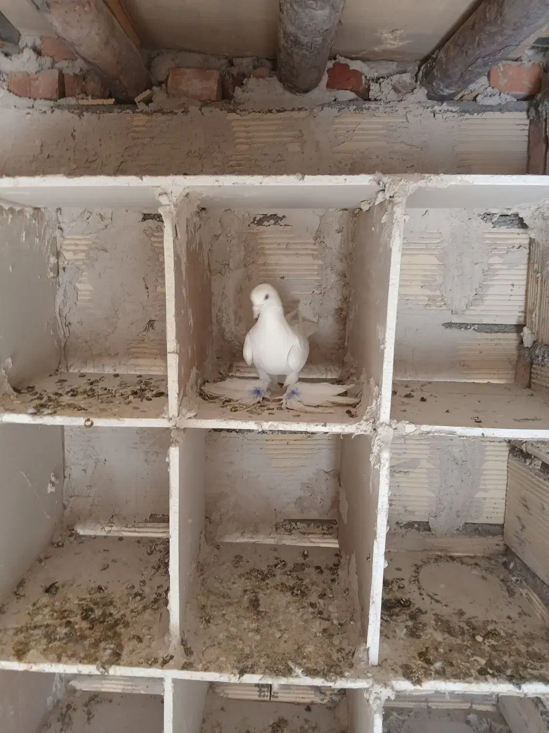 کفتر لوتی نر|پرنده|اهر, |دیوار