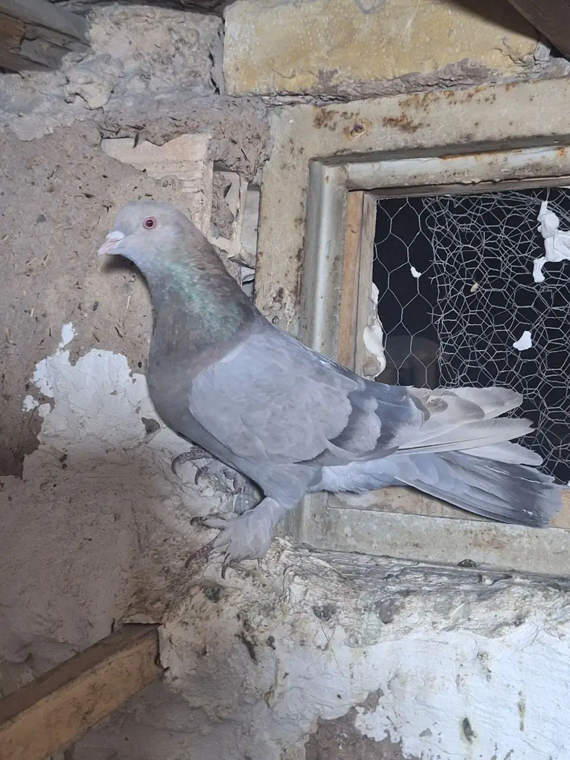 کبوتر اصفهانی بازیکن|پرنده|خمینیشهر, |دیوار