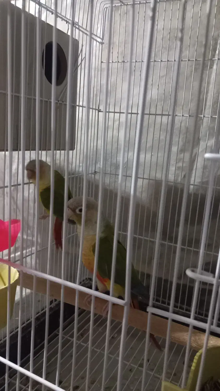 گیرینجیک|پرنده|شاهینشهر, فیض|دیوار