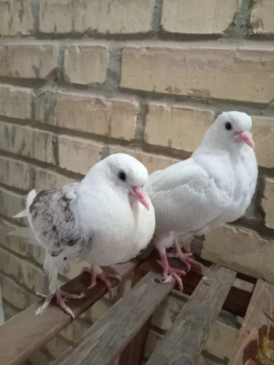 کبوتر دستی|پرنده|شاهین‌شهر, عطار|دیوار