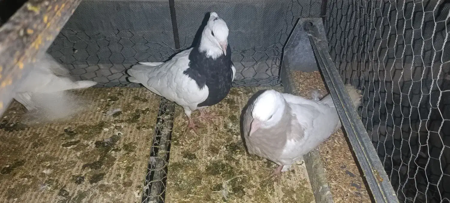 طوقی|پرنده|زاگرس, |دیوار