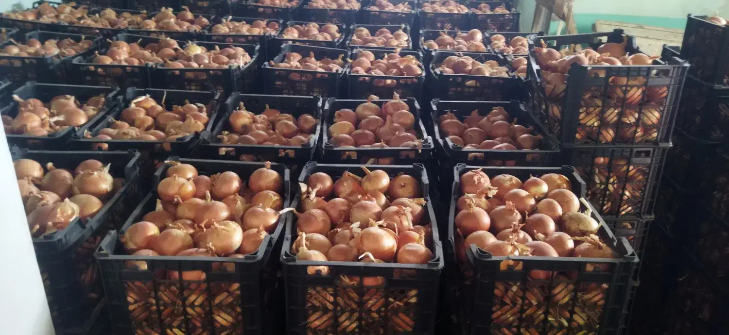 پیاز فلات|خدمات باغبانی و درختکاری|مانه, |دیوار