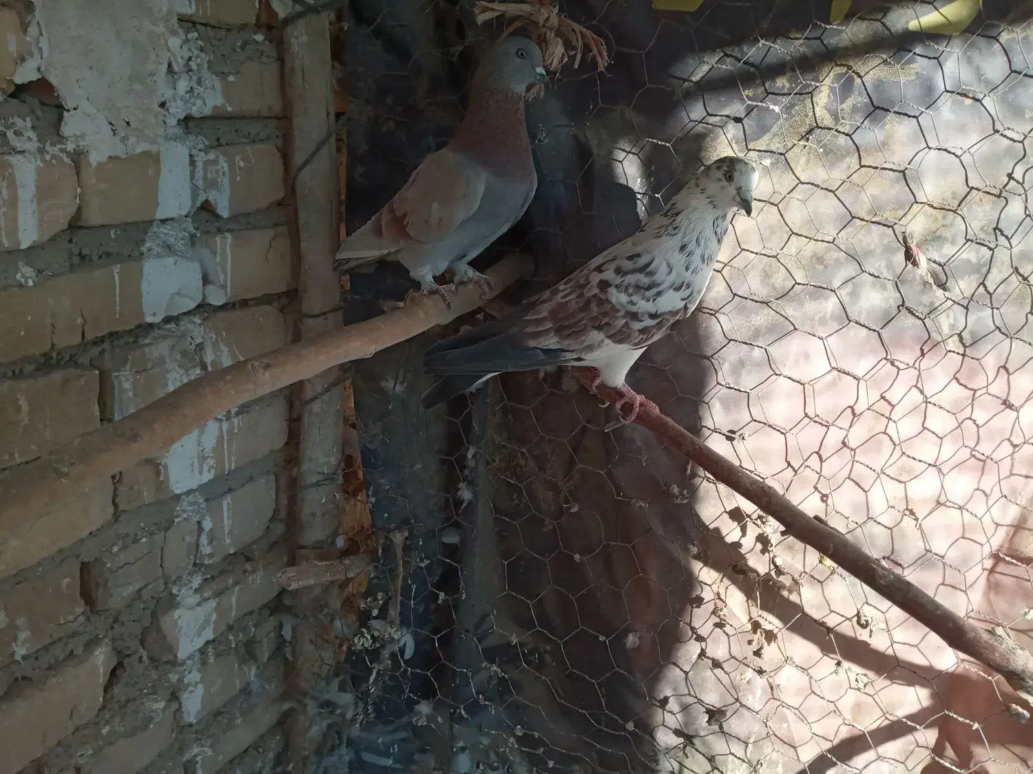 پرنده|پرنده|جوادآباد, |دیوار