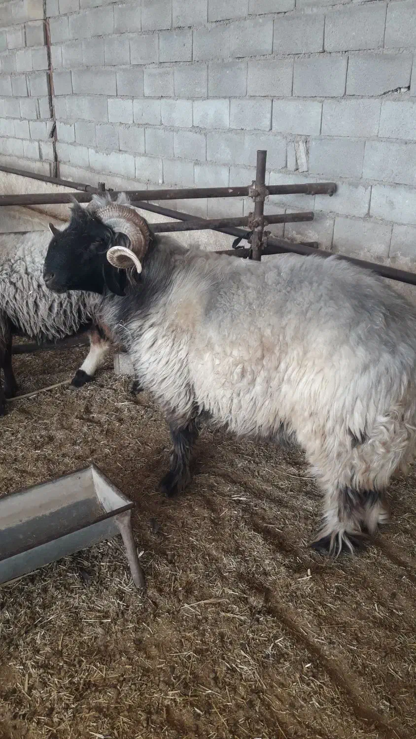 نرمیش|حیوانات مزرعه|ایذه, |دیوار