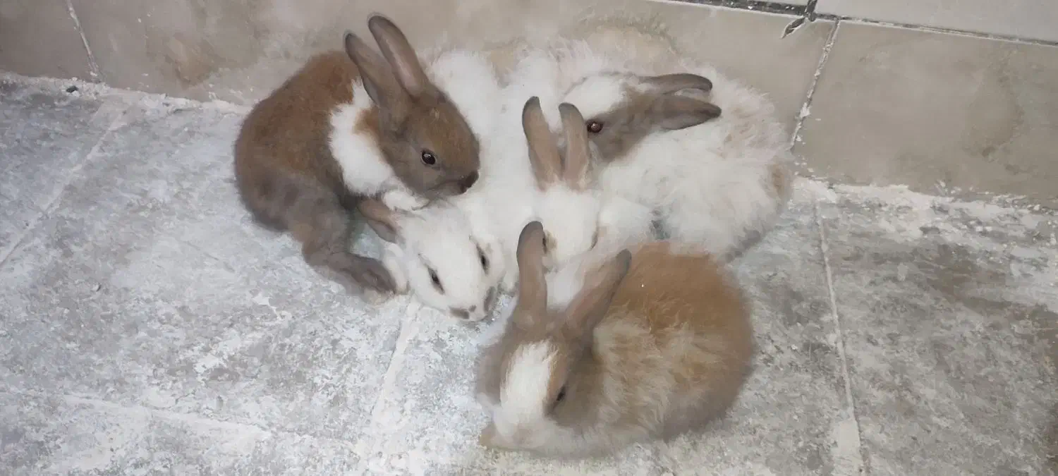 خرگوش|موش و خرگوش|فسا, |دیوار