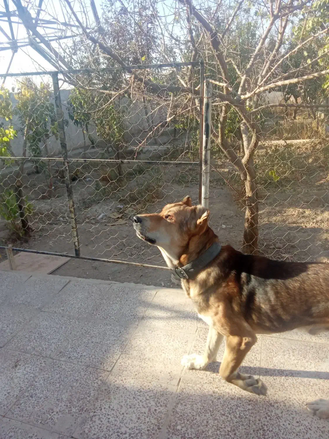 سگ نگهبان|سگ|باغستان, |دیوار