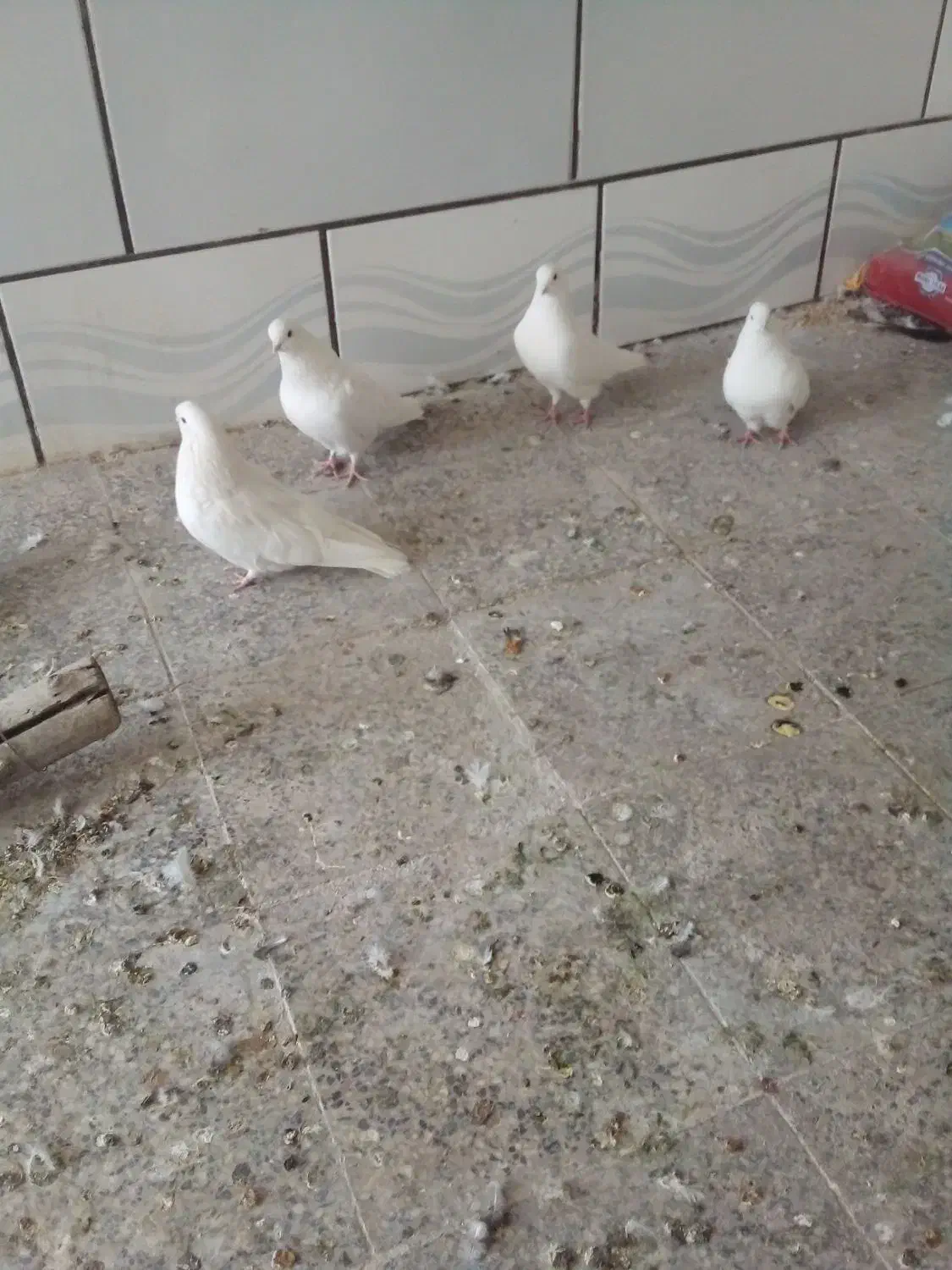 کبوتر تهرونی|پرنده|خمینی‌شهر, |دیوار