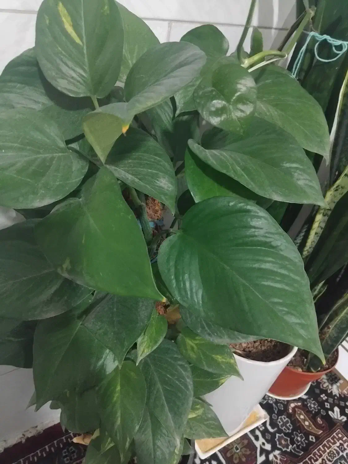 پیوست چماقی|گل و گیاه طبیعی|سیرجان, |دیوار