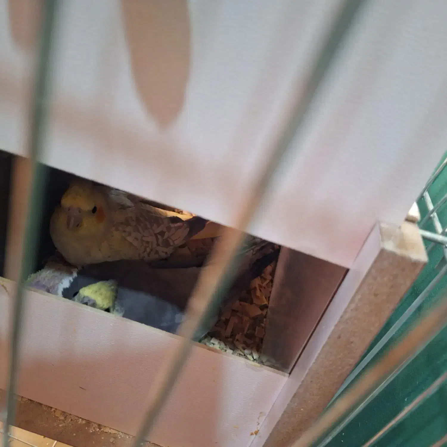 جفت عروس هلند|پرنده|کرمان, |دیوار