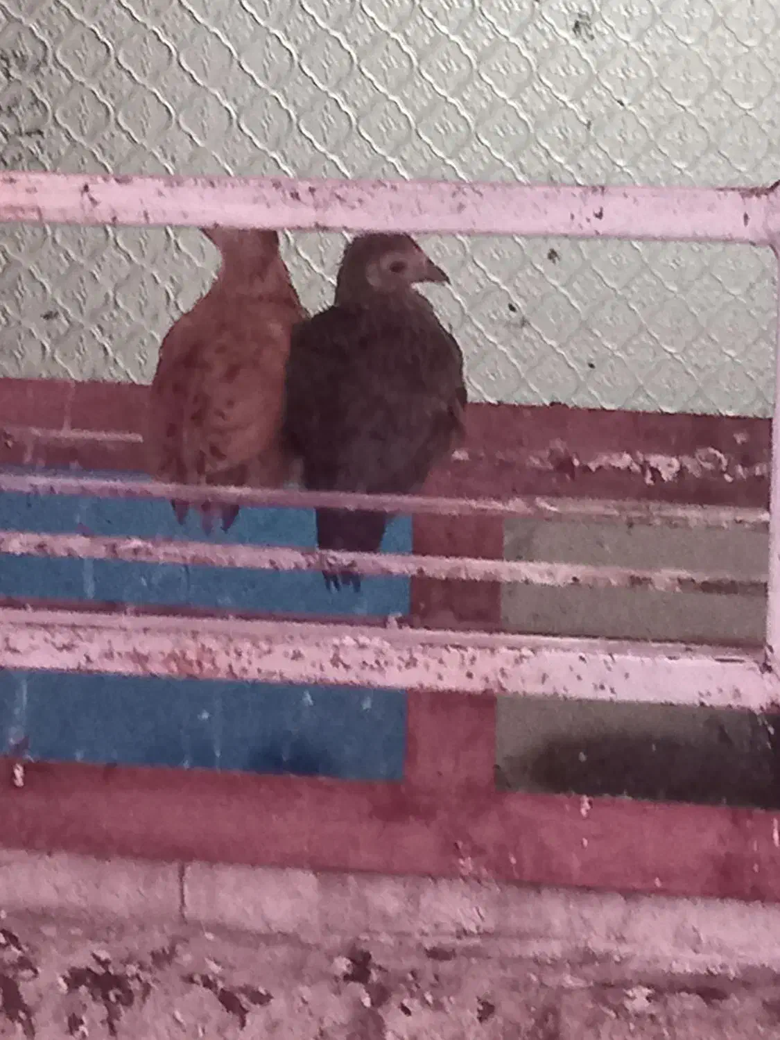 مرغ و جوجه|حیوانات مزرعه|گتوند, |دیوار