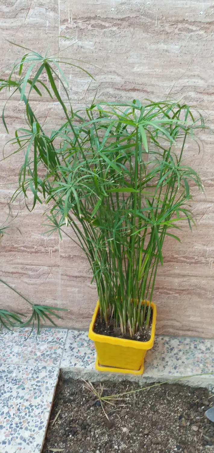 نخل مرداب ارتفاع ۸۸ سانت|گل و گیاه طبیعی|خرمآباد, |دیوار