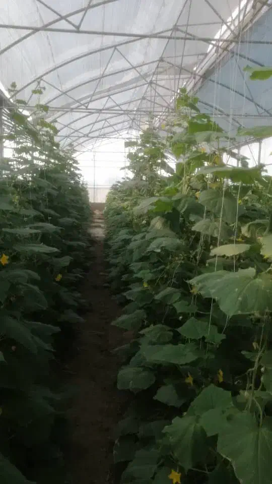 کاردرگلخانه|خدمات باغبانی و درختکاری|خلجستان, |دیوار