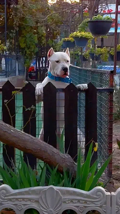 داگو آرژانتینو نر جهت کشش|سگ|رباط‌کریم, رباط‌کریم|دیوار