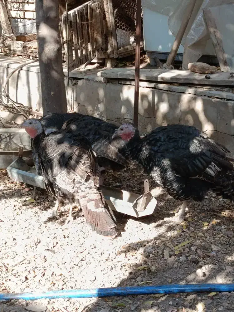 بوقلمو|حیوانات مزرعه|یزد, |دیوار