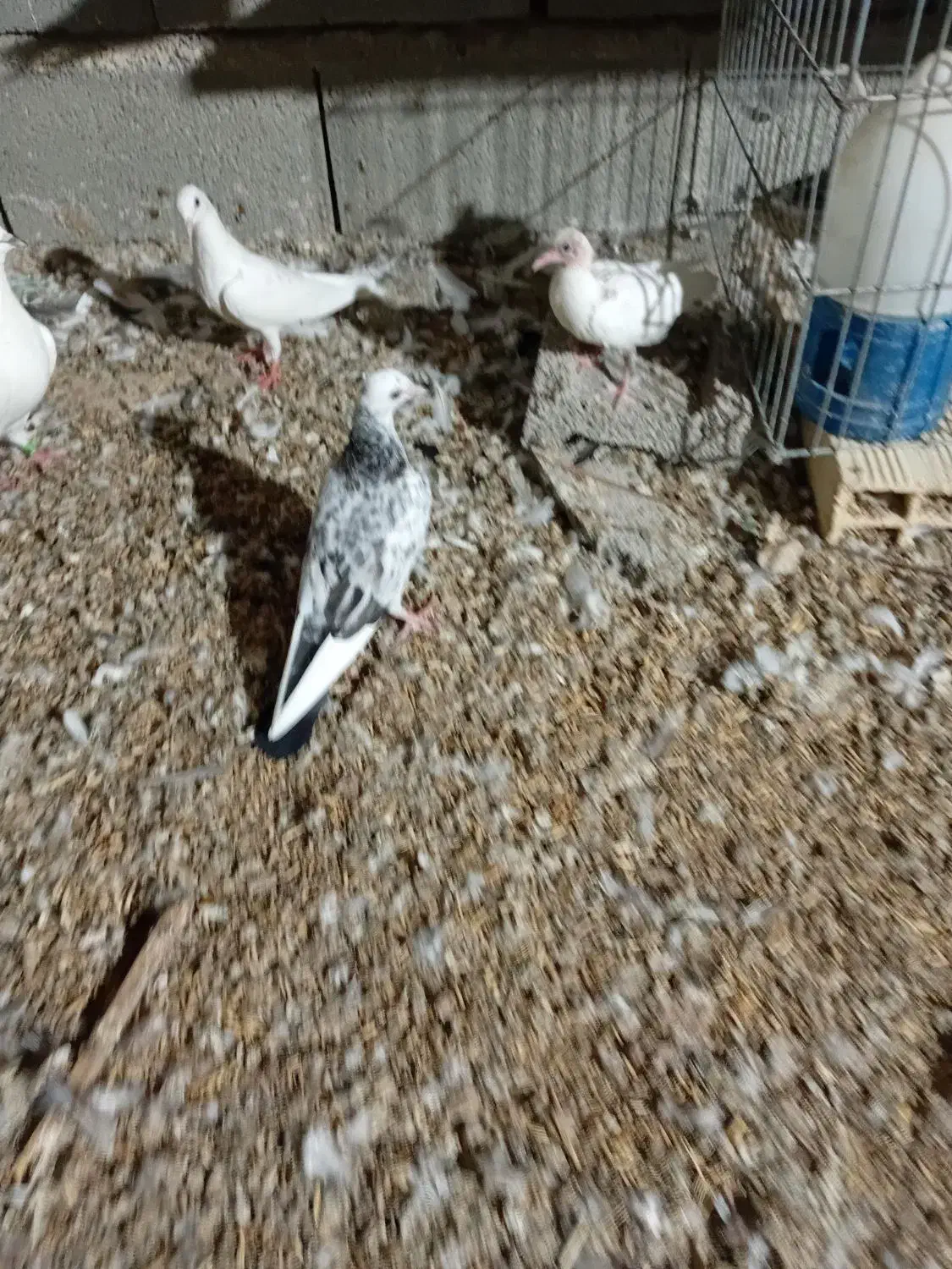 کبوتر پیتی|پرنده|بندرعباس, |دیوار