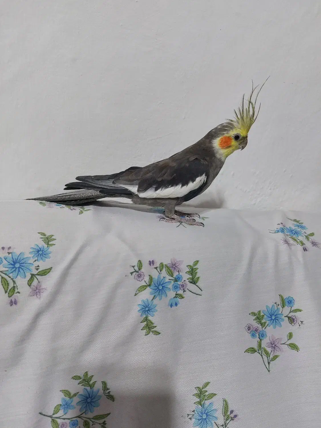 عروس هلندی|پرنده|پرهسر, |دیوار