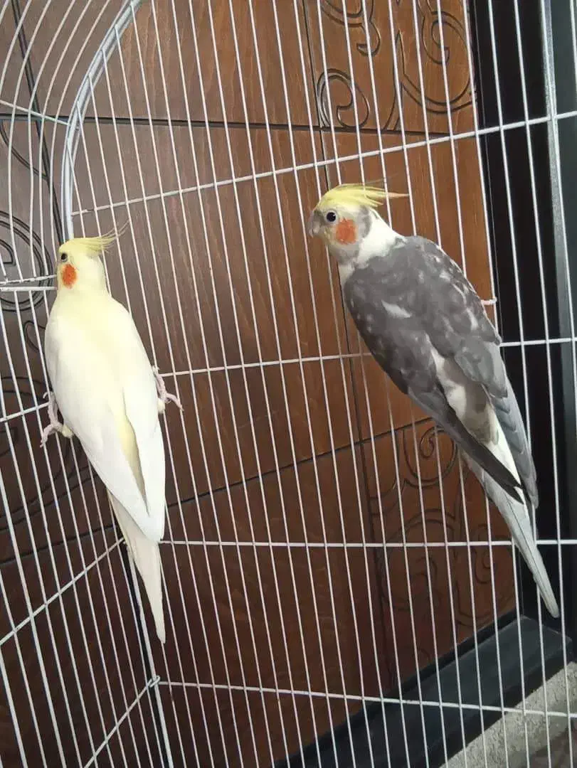 عروس هلندی|پرنده|شهریار, شهریار|دیوار