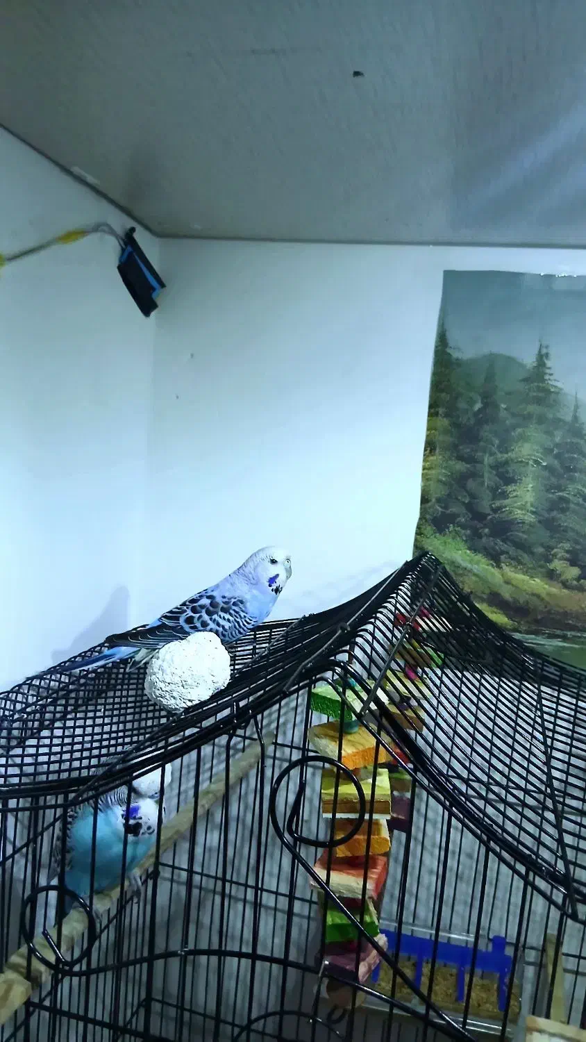 مرغ عشق انگلیسی|پرنده|بابل, |دیوار