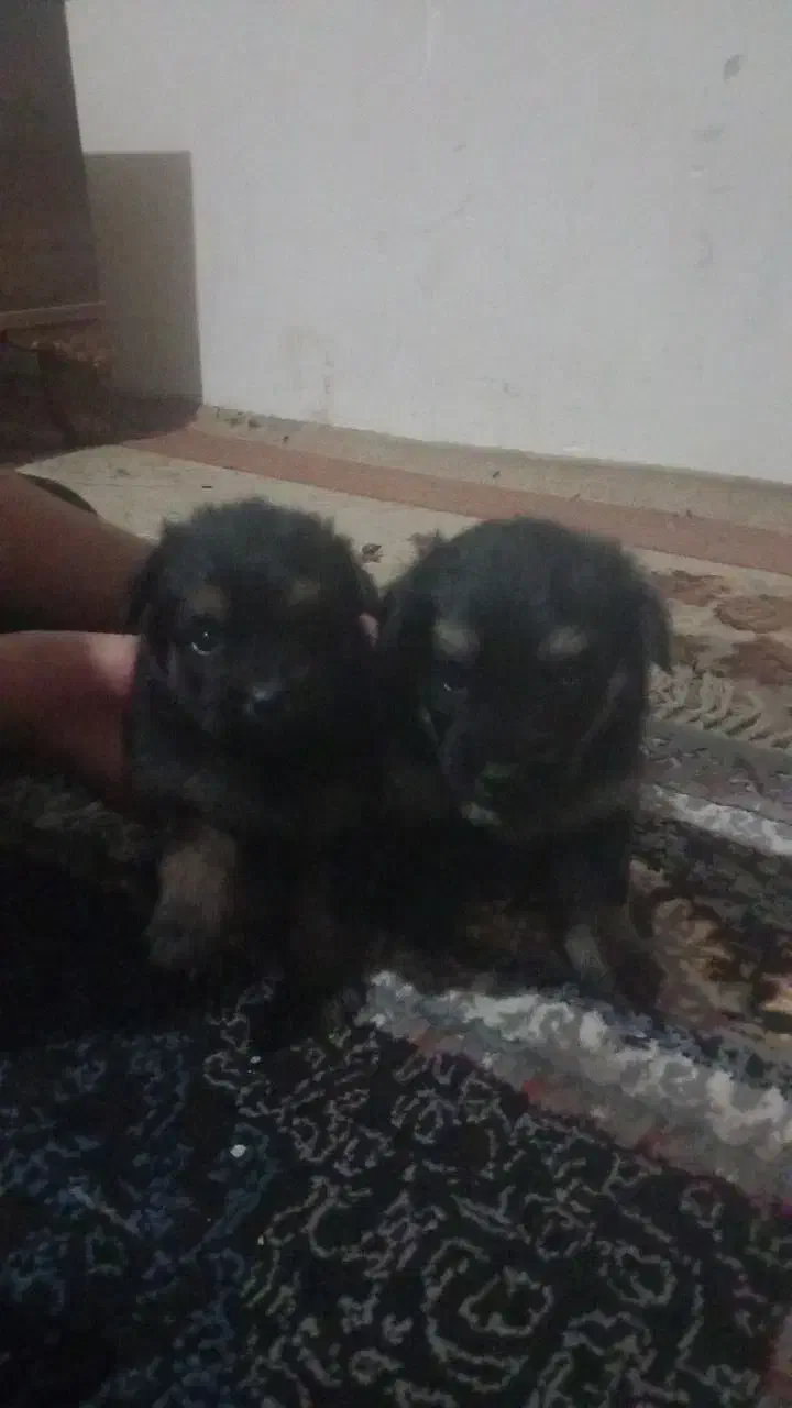 سگ نر نژاد چیگو|سگ|رستم‌آباد, |دیوار