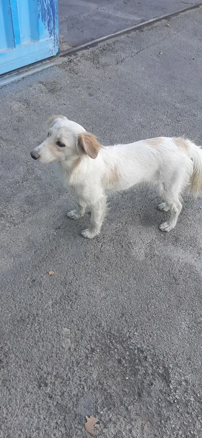 سگ خونگی اشپیتز|سگ|رباط‌کریم, شهرک صنعتی پاسارگاد|دیوار