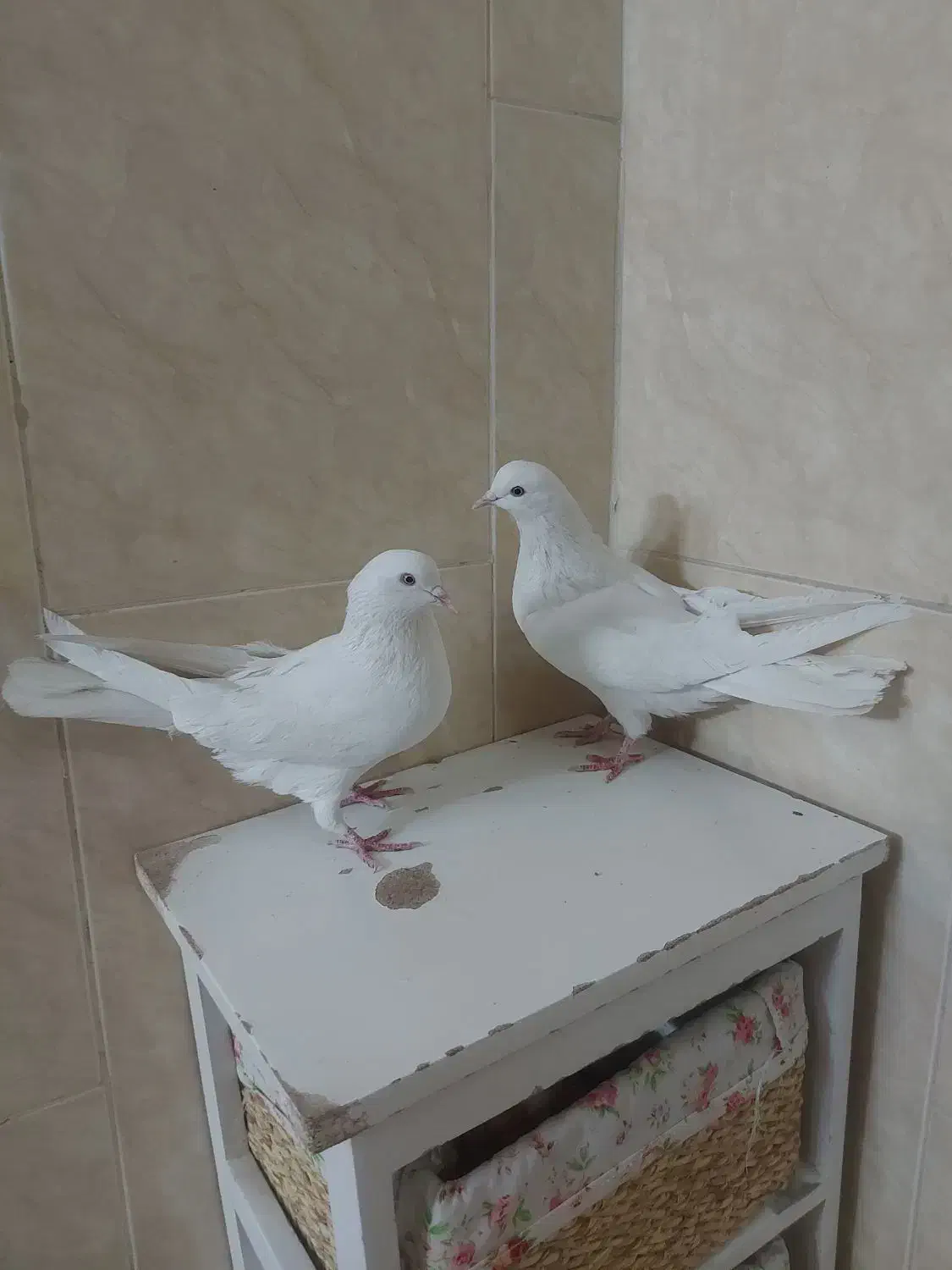 نرماد سفید|پرنده|خمینی‌شهر, |دیوار