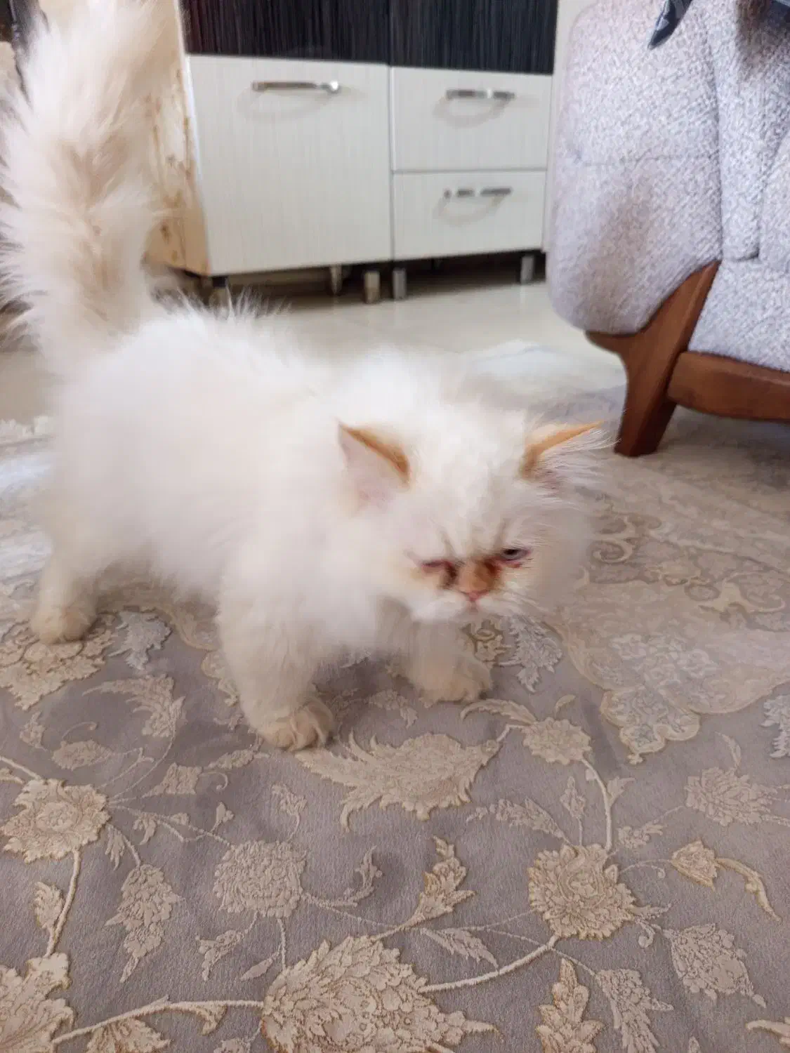 گربه گمشده|حیوانات|ارومیه, |دیوار