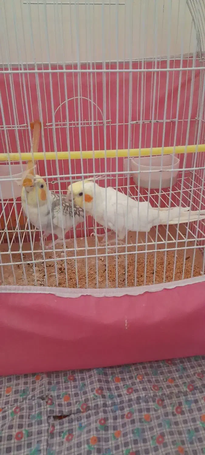 عروس هلندی|پرنده|اسفرورین, |دیوار