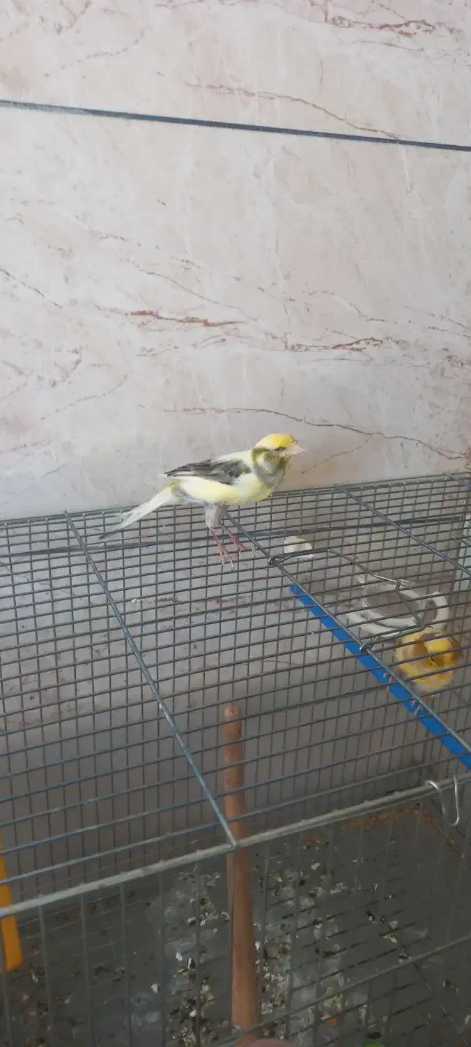 قناری نروماده|پرنده|برخوار, |دیوار