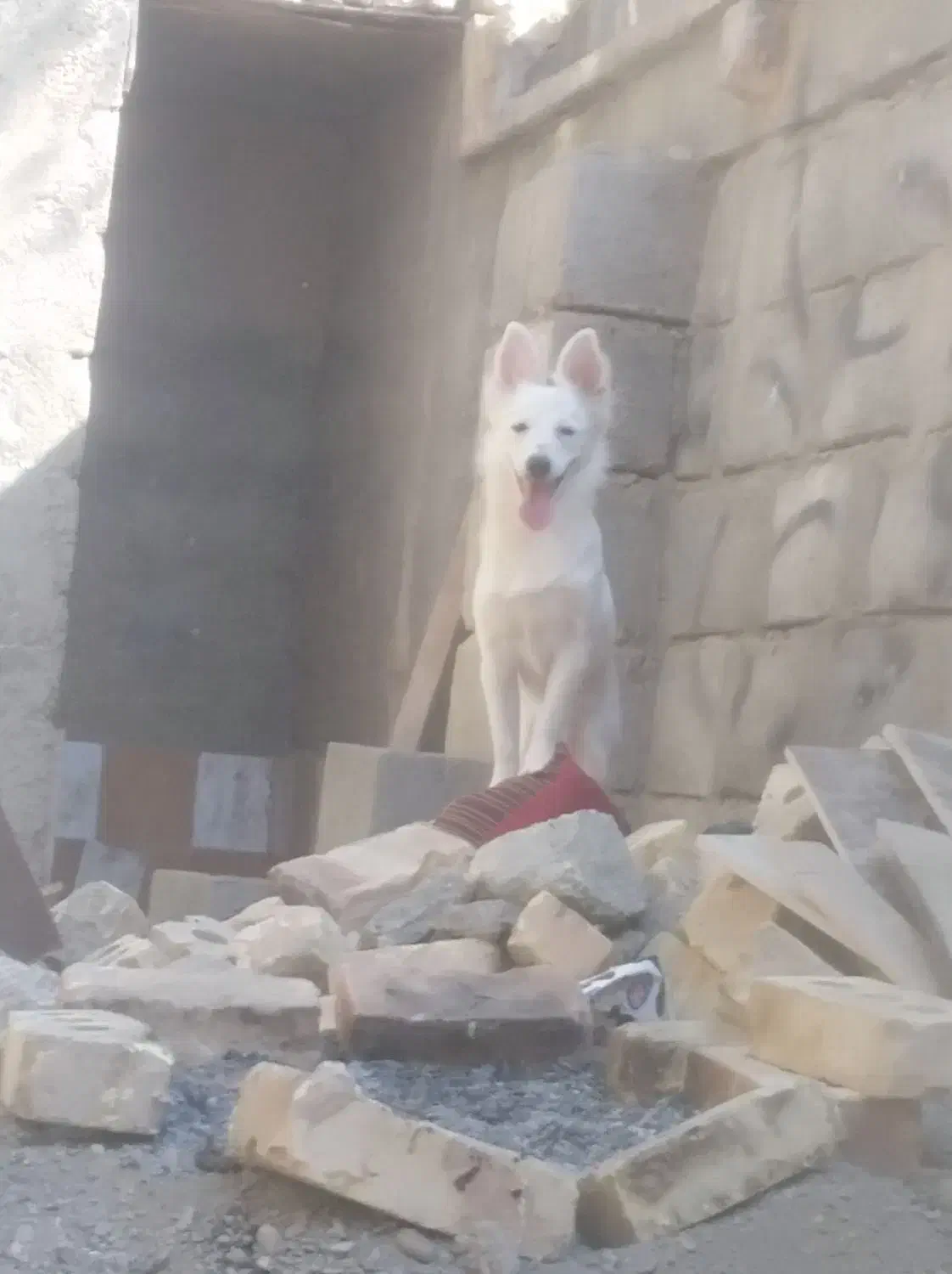 نر و ماده رودان هستش|سگ|بندرعباس, |دیوار