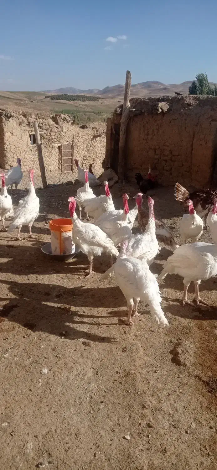 بوقلمون سفید|حیوانات مزرعه|امام, |دیوار