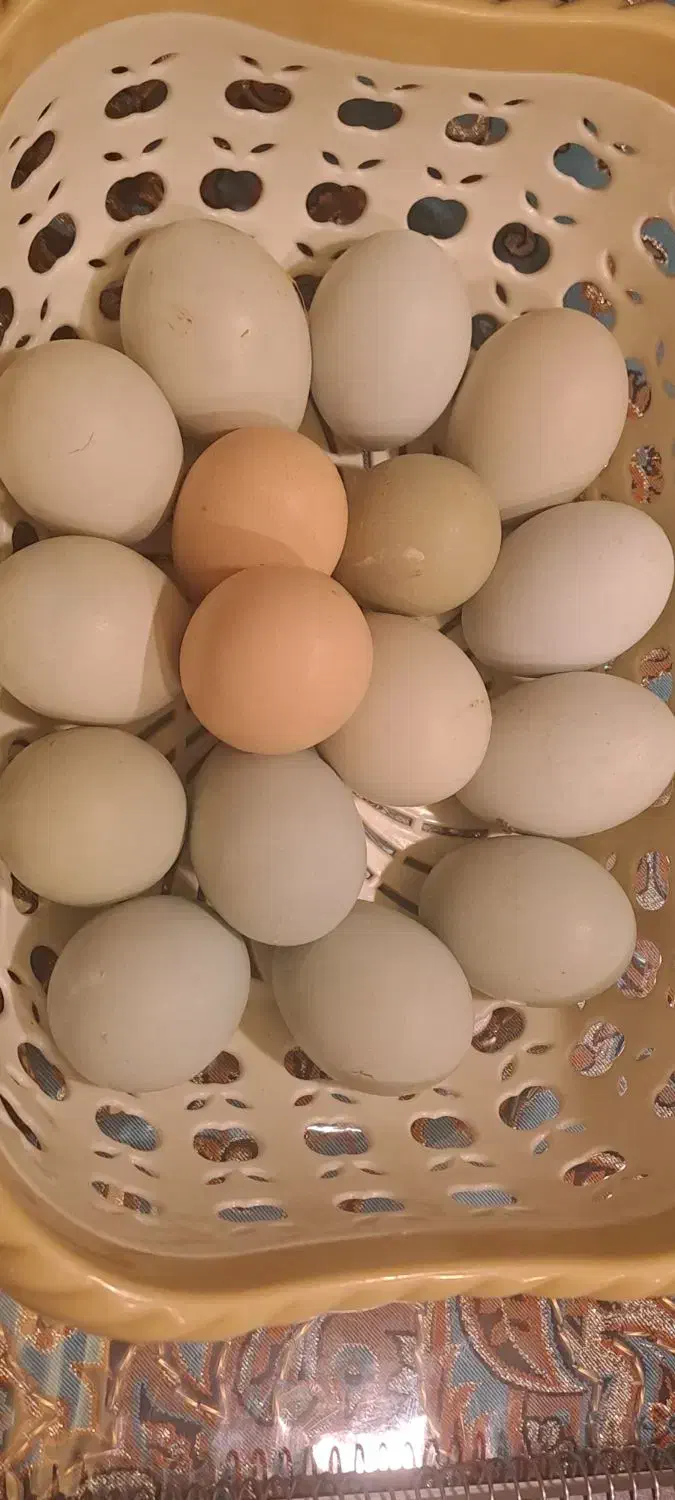 تخم نطفه دار آبی سبز زیتونی ارکانا و کرم قهوه ایام|حیوانات مزرعه|شیراز, کاراندیش|دیوار