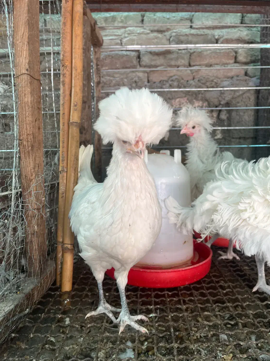 فروشش فوری لهستانی|حیوانات مزرعه|قائم‌شهر, |دیوار