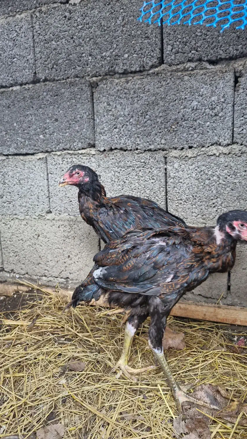 مرغ لاری نیمچه|حیوانات مزرعه|رشت, احمد گوراب|دیوار