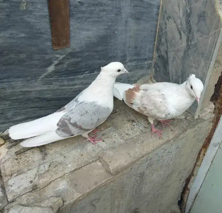 ۳ تا پرنده|پرنده|بروجرد, |دیوار