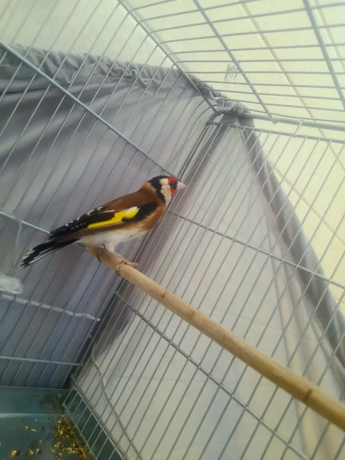 سره چهار گل|پرنده|ری, علایین|دیوار