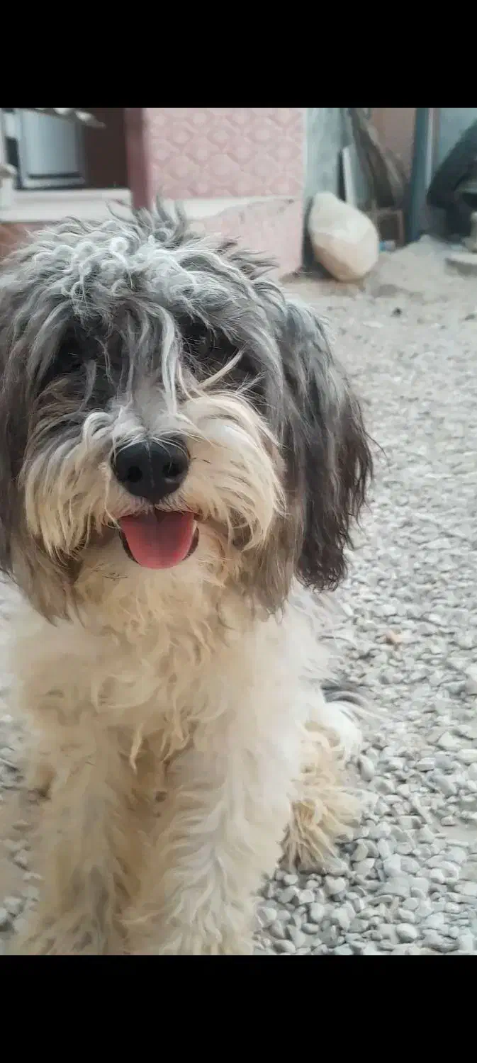 سگ شیتزو|سگ|بوشهر, |دیوار