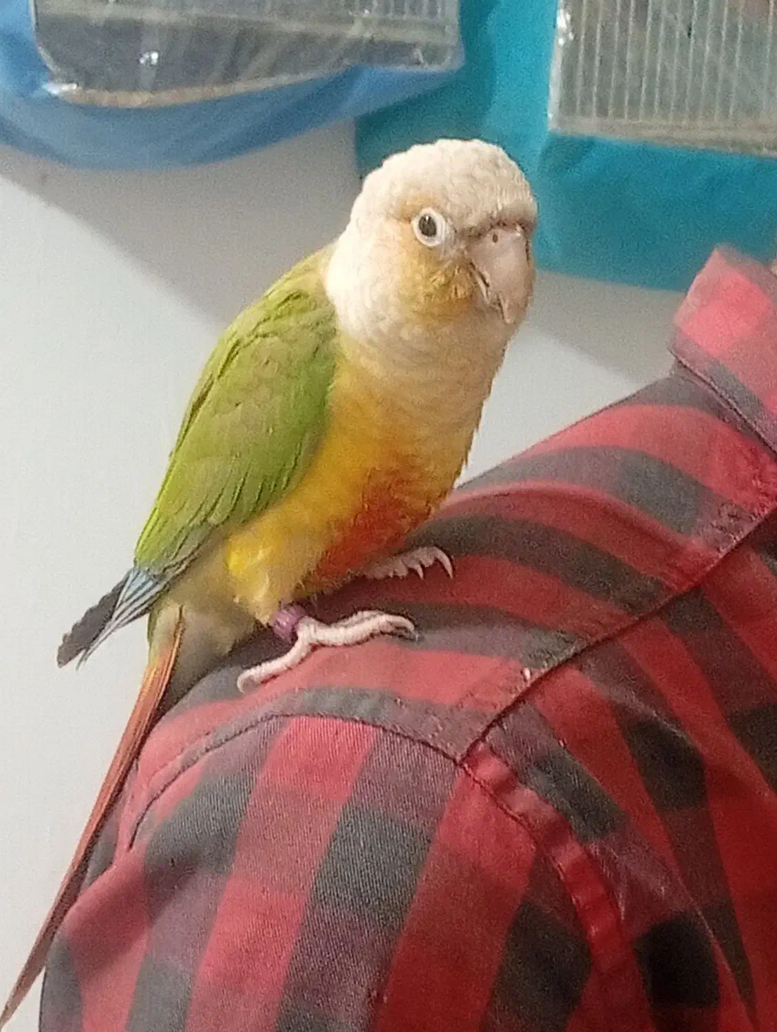 گرینچیک جوجه ۱۵روزه یک عدد|پرنده|سبزوار, شرق کال جنوبی (شمس آبادی)|دیوار