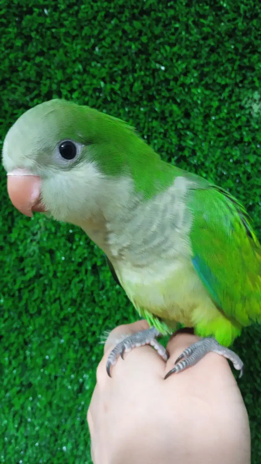 راهب دونخور|پرنده|کهریزک, |دیوار