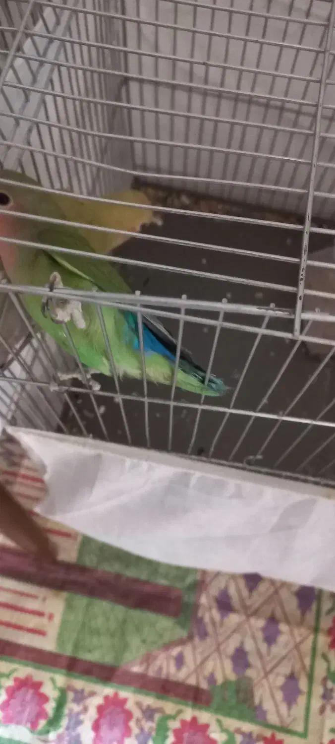 یک جفت کوتوله برزیلی زیبا و قشنگ|پرنده|قم, مجیدیه|دیوار